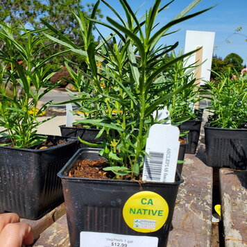 Asclepias fascicularis 'Narrow Leaf Milkweed'