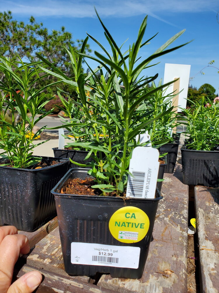 Asclepias fascicularis (Milkweed) CalNative