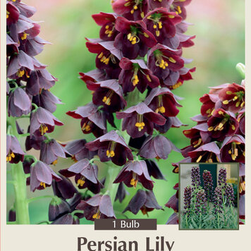Fritillaria persica 'Persian Lily'