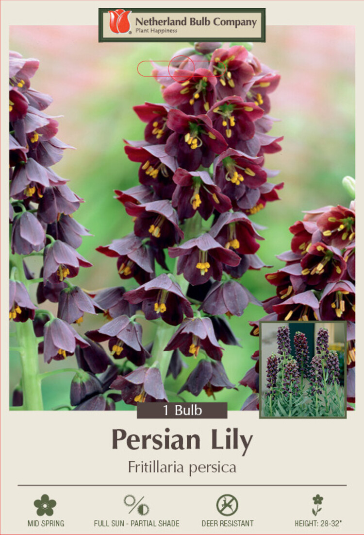 Fritillaria persica Persian Lily 20/24 cm 1pp
