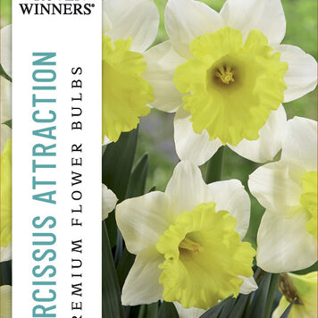 Narcissus 'Attraction'