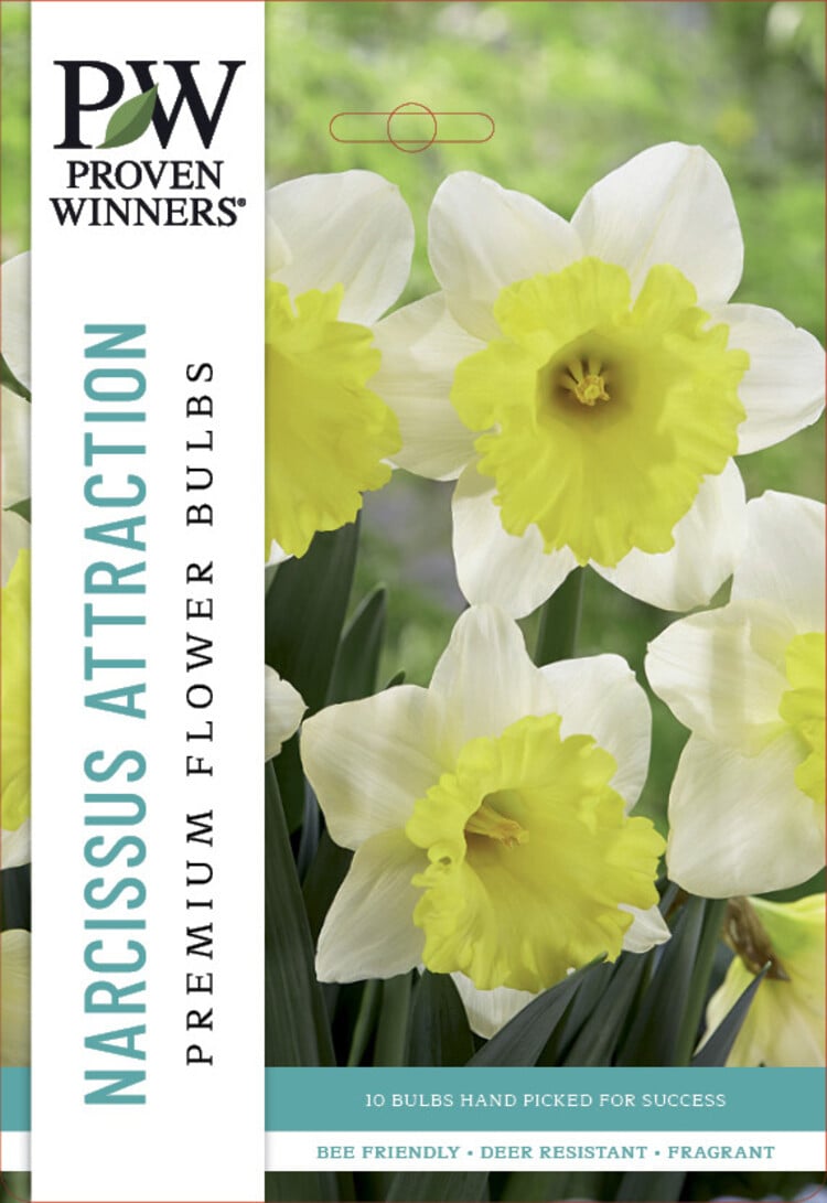 Narcissus Attraction 14/16 cm