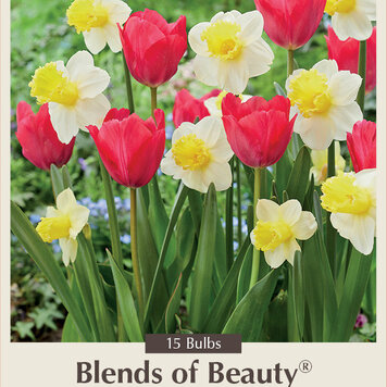 Assorted Bulb 'Sugar Rush Blend'