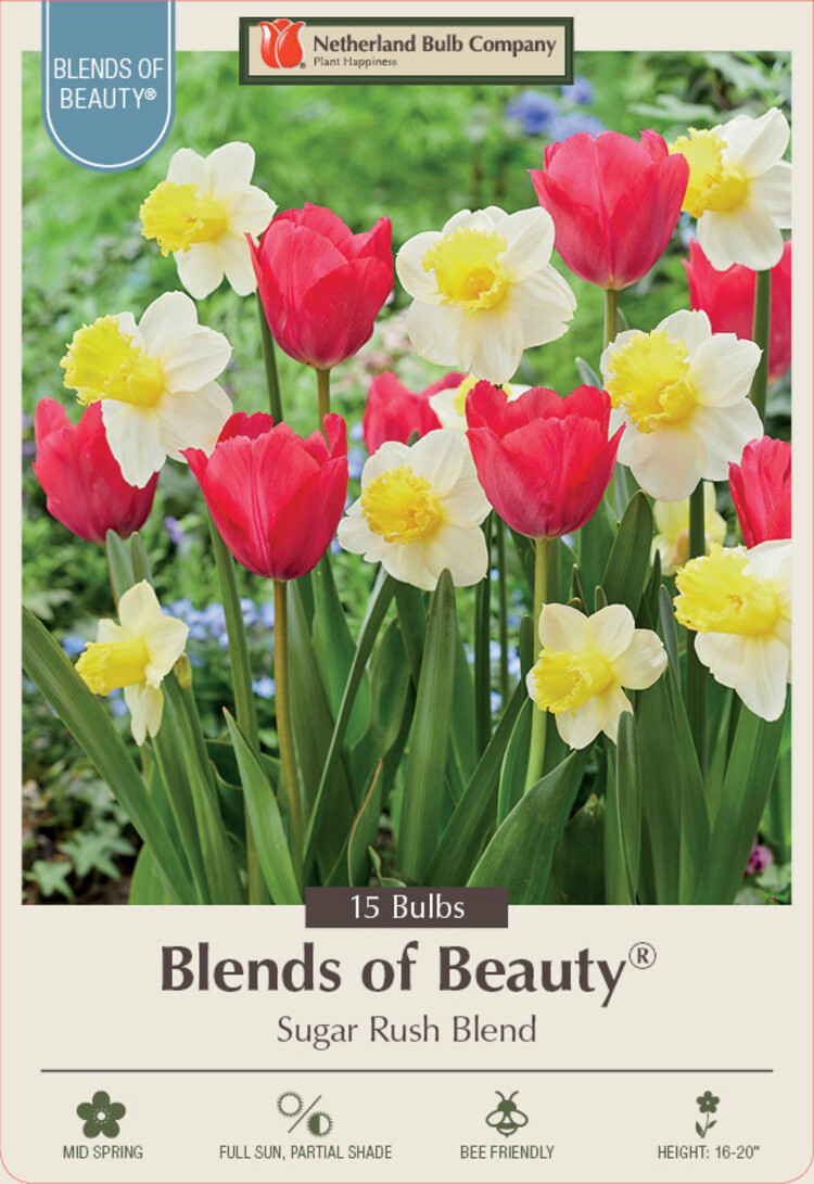 Assorted Bulb Sugar Rush Blend 12/+,  14/16 cm