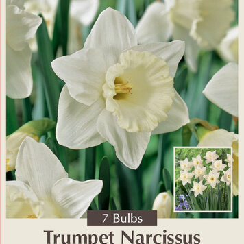 Narcissus Mount Hood 14/16 8PP