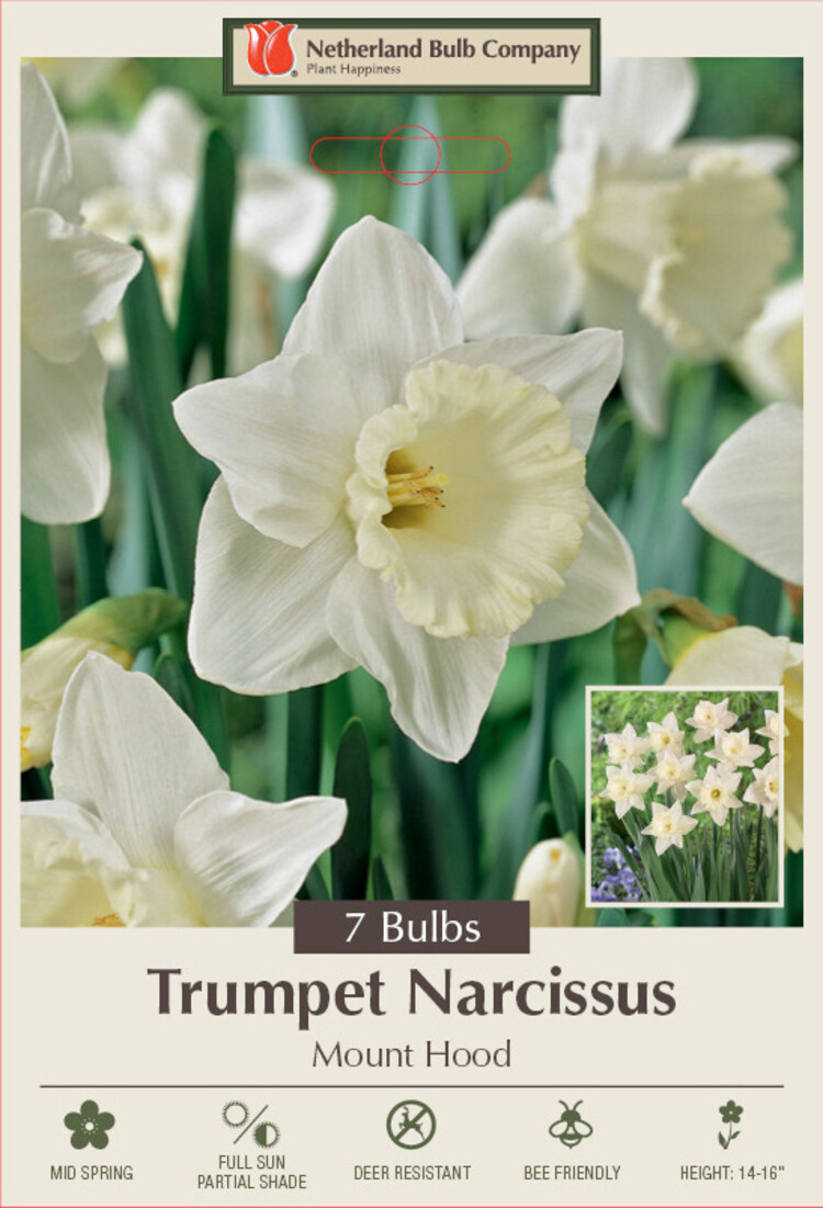 Narcissus Mount Hood 14/16 8PP