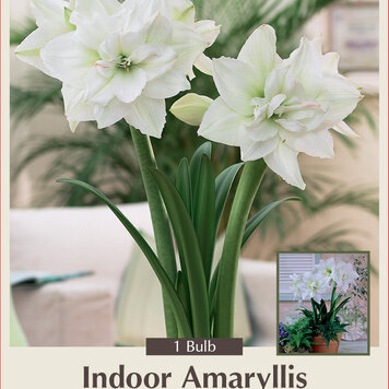 Amaryllis White Nymph 30/32 cm