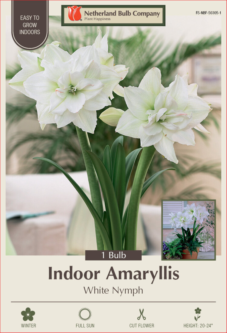 Amaryllis White Nymph 30/32 cm