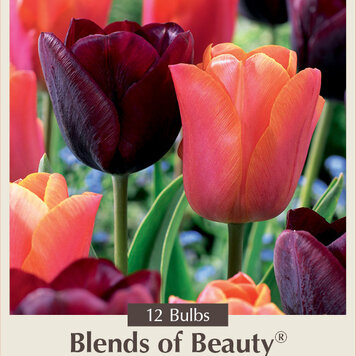 Tulip 'Trick or Treat' Blend