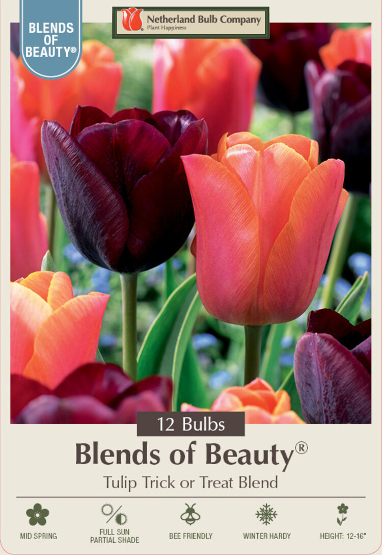 Tulip 'Trick or Treat' Blend