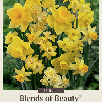 Narcissus All Yellow Blend 12/14 cm