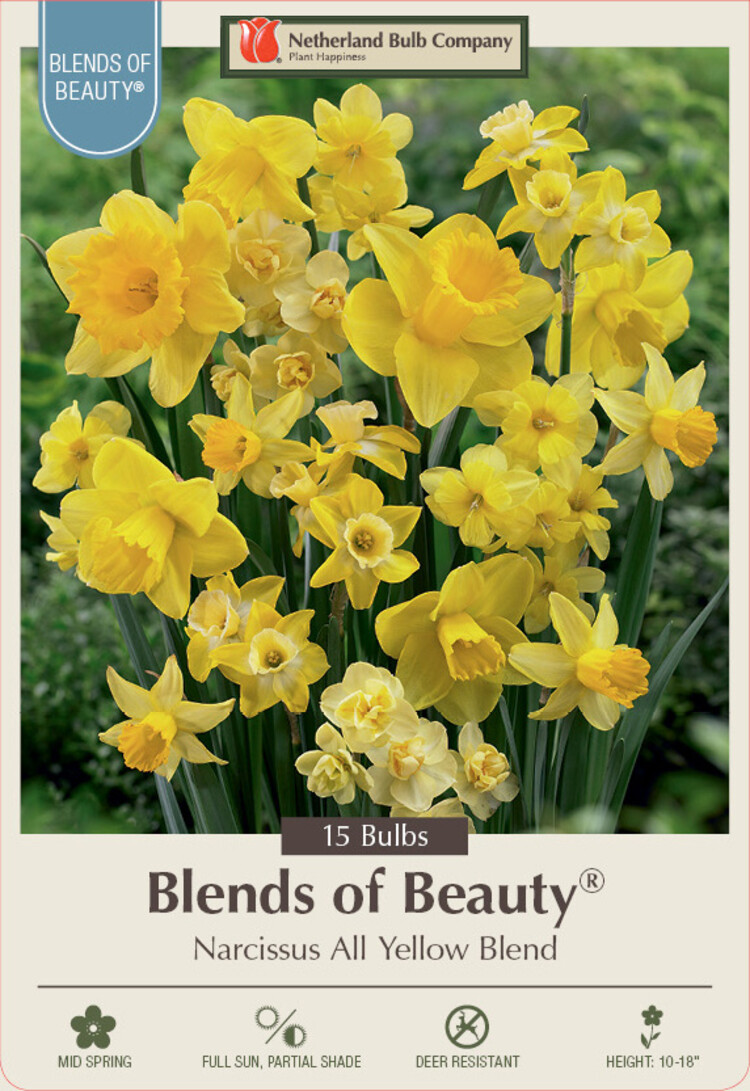 Narcissus All Yellow Blend 12/14 cm
