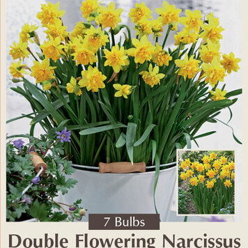 Narcissus 'Tete Boucle'