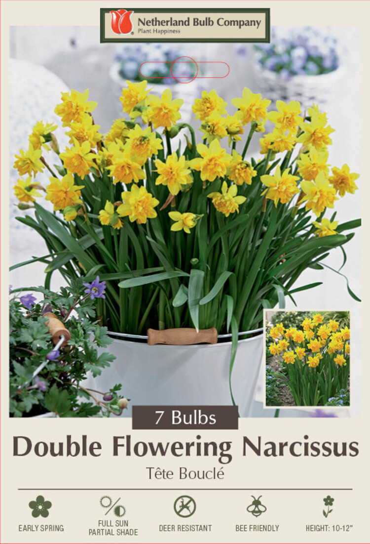 Narcissus 'Tete Boucle'
