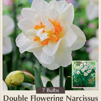Narcissus 'Flower Drift'