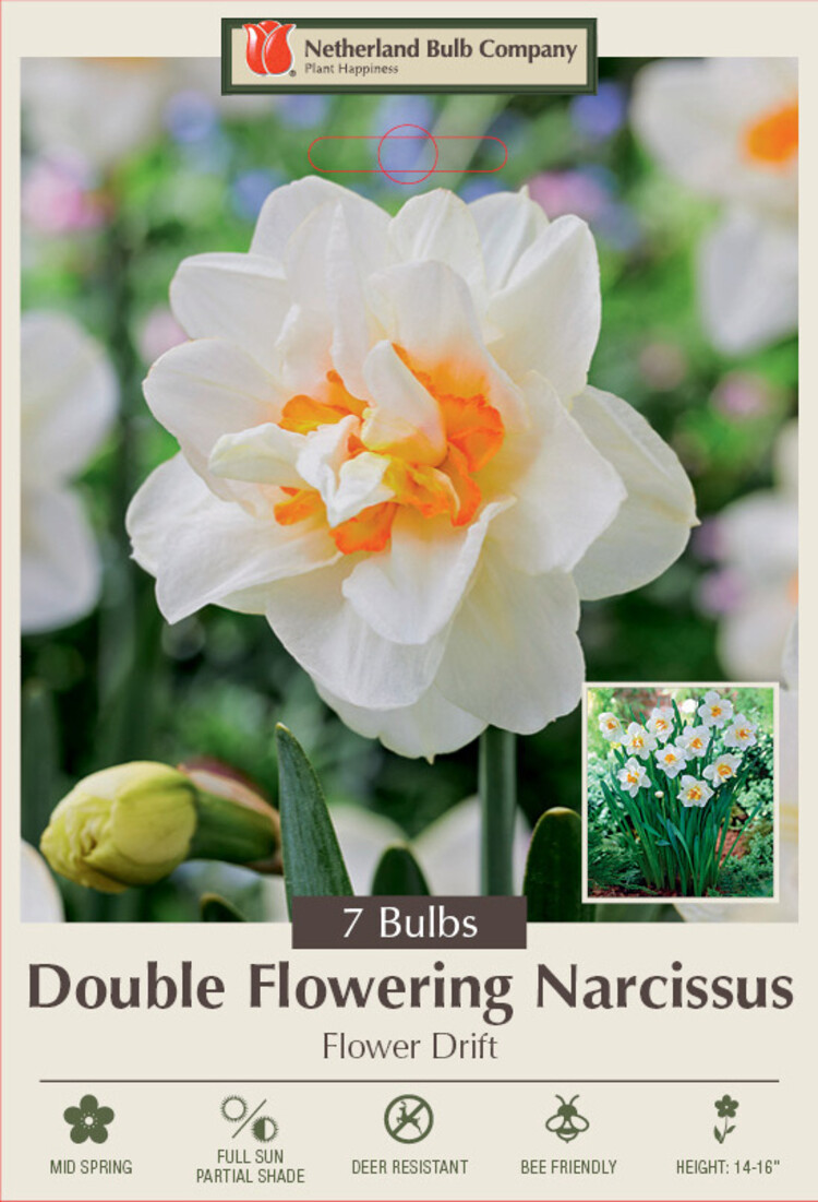 Narcissus 'Flower Drift'