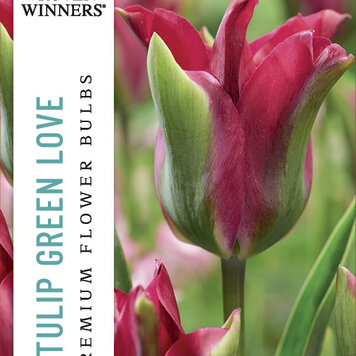 Tulip 'Green Love'
