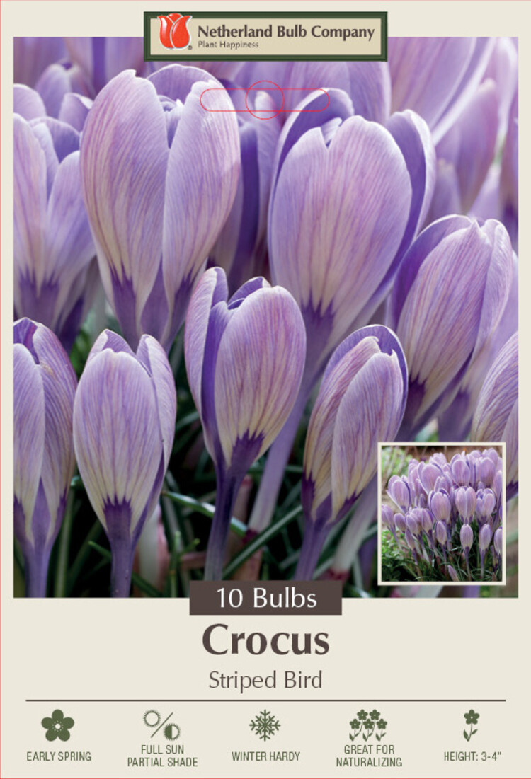 Crocus 'Striped Bird' 8/9 cm