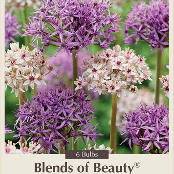 Allium Starlight Blend