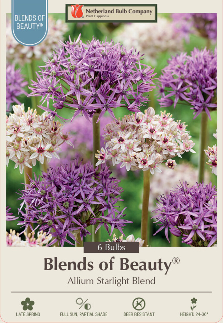Allium Starlight Blend
