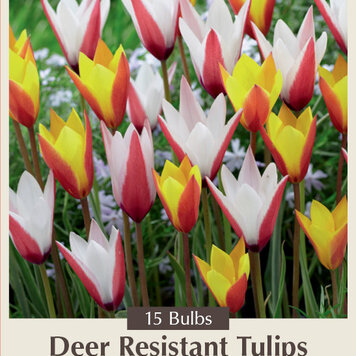 Tulip 'Candy Corn Mixture'