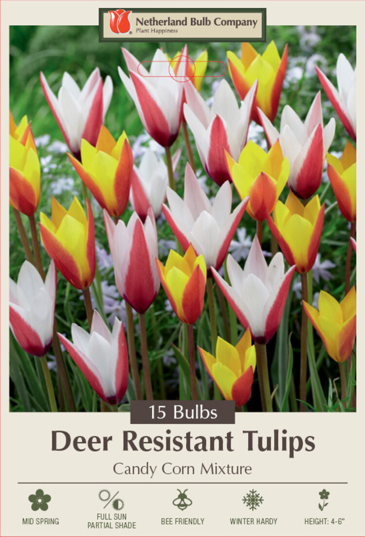 Tulip 'Candy Corn Mixture'