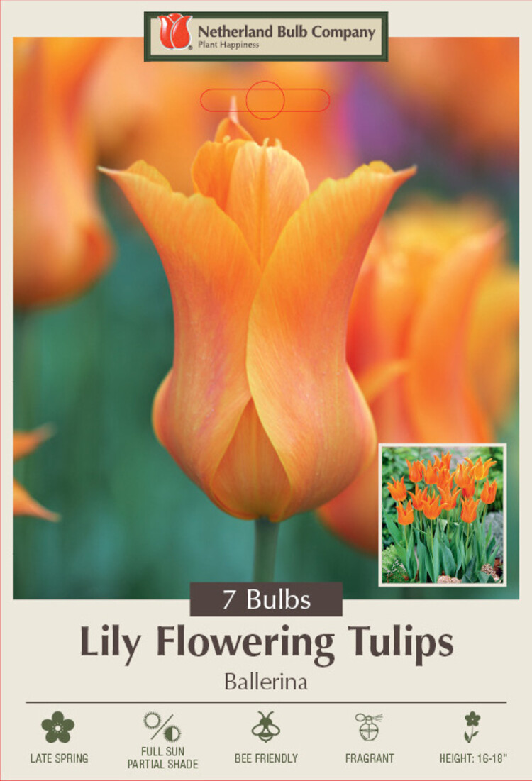 Lily Flowering Tulip  'Ballerina'