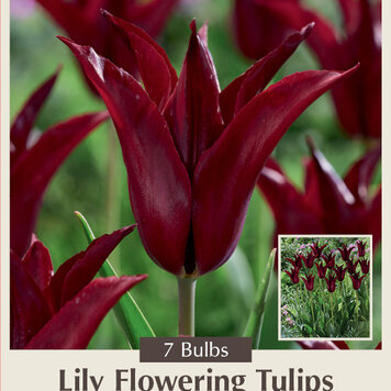 Tulip 'Sarah Raven'