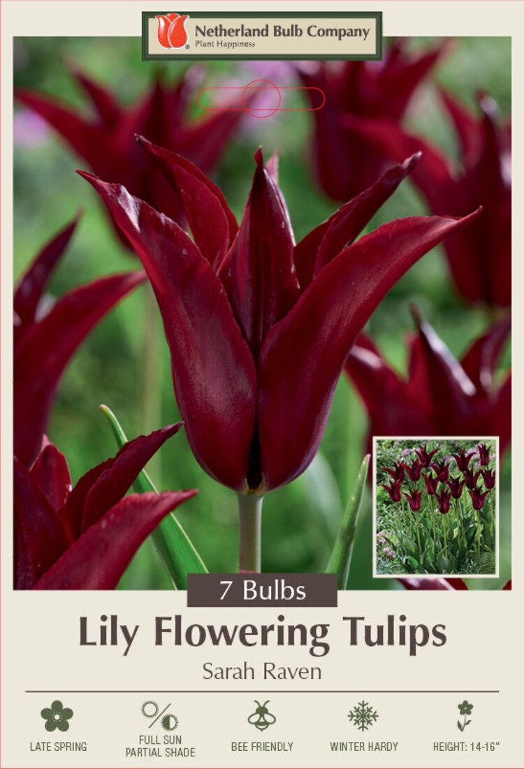 Lily Flowering Tulip 'Sarah Raven'