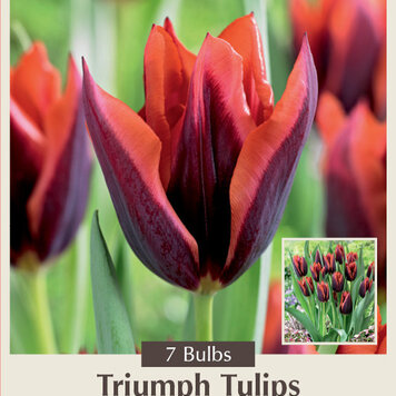 Tulip 'Slawa'