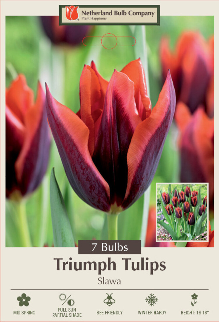 Tulip 'Slawa'