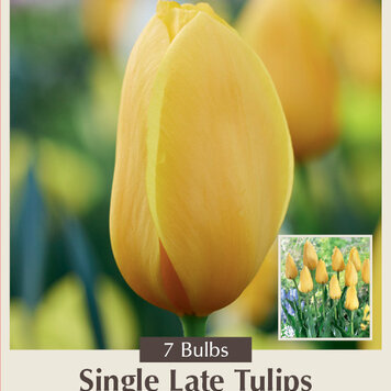 Tulip 'Big Smile'