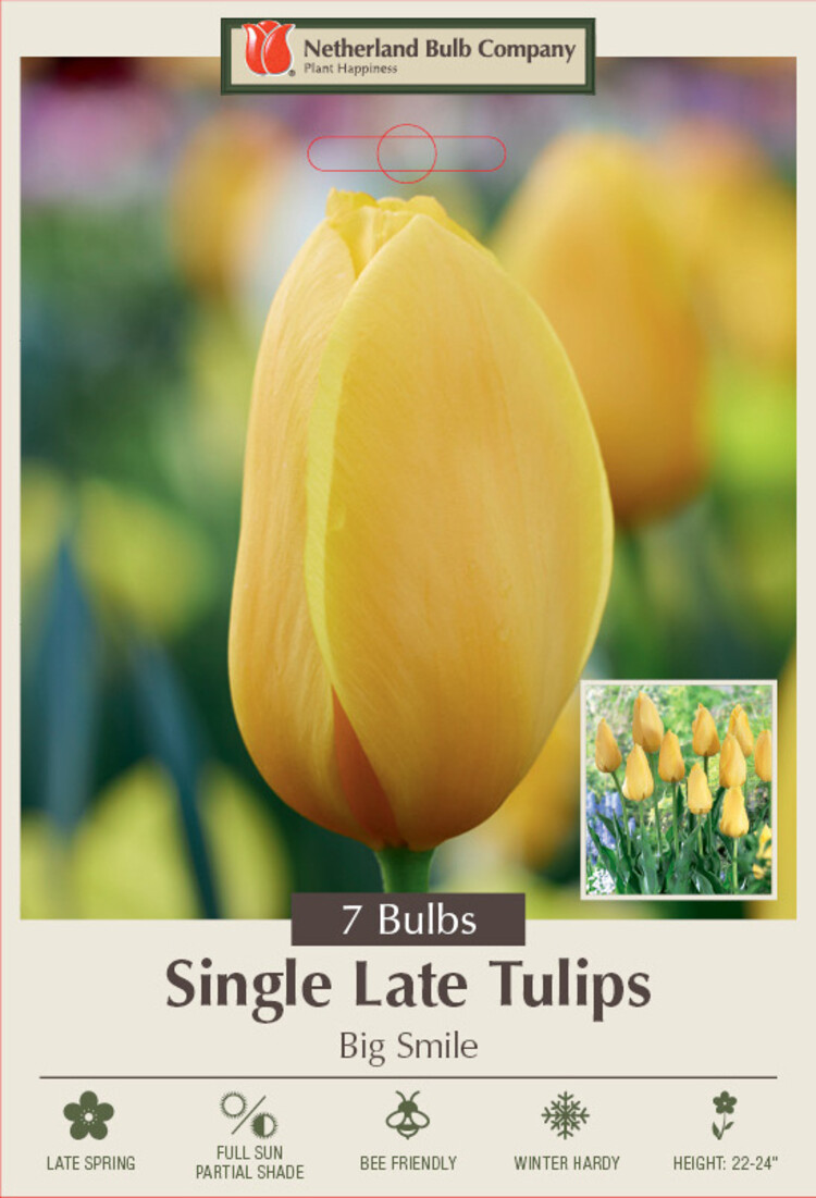 Tulip 'Big Smile'