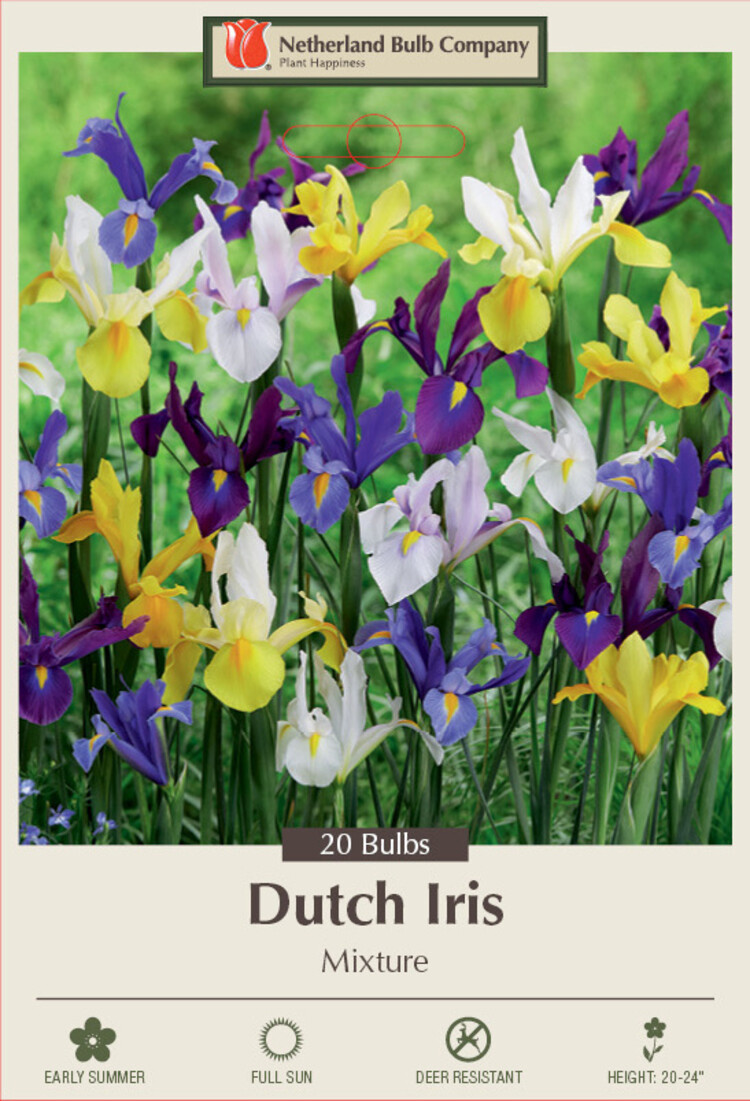Dutch Iris Mix 8/9 20pp