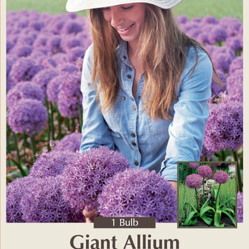Allium 'Globemaster'
