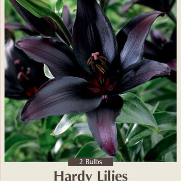 Lilium Asiatic 'Landini' 14/16