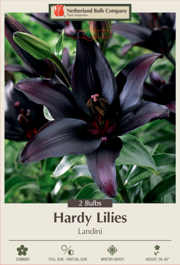 Lilium Asiatic 'Landini' 14/16