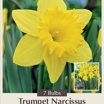 Daffodil Dutch Master 16+ cm