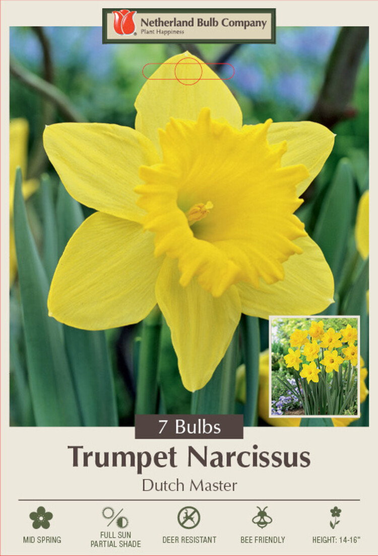 Daffodil Dutch Master 16+ cm