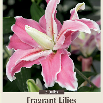 Lilium oriental Double Distant Drum