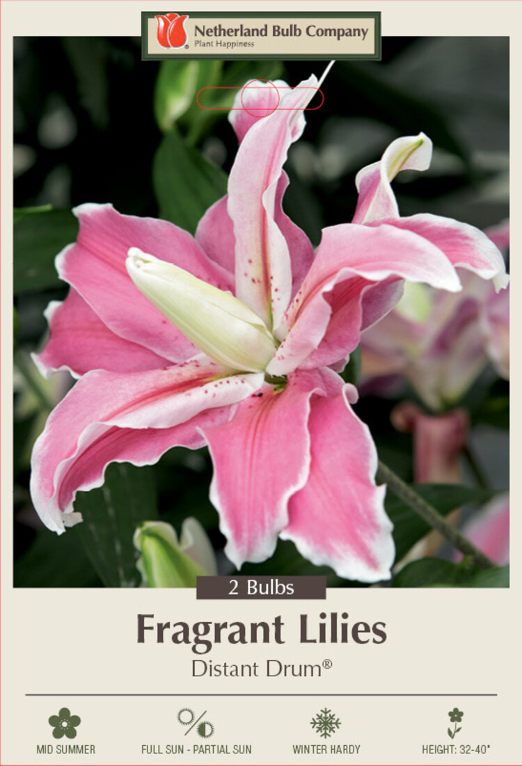 Lilium oriental Double Distant Drum 16/18 cm