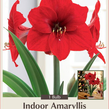 Amaryllis Red Lion 34+ 1pp
