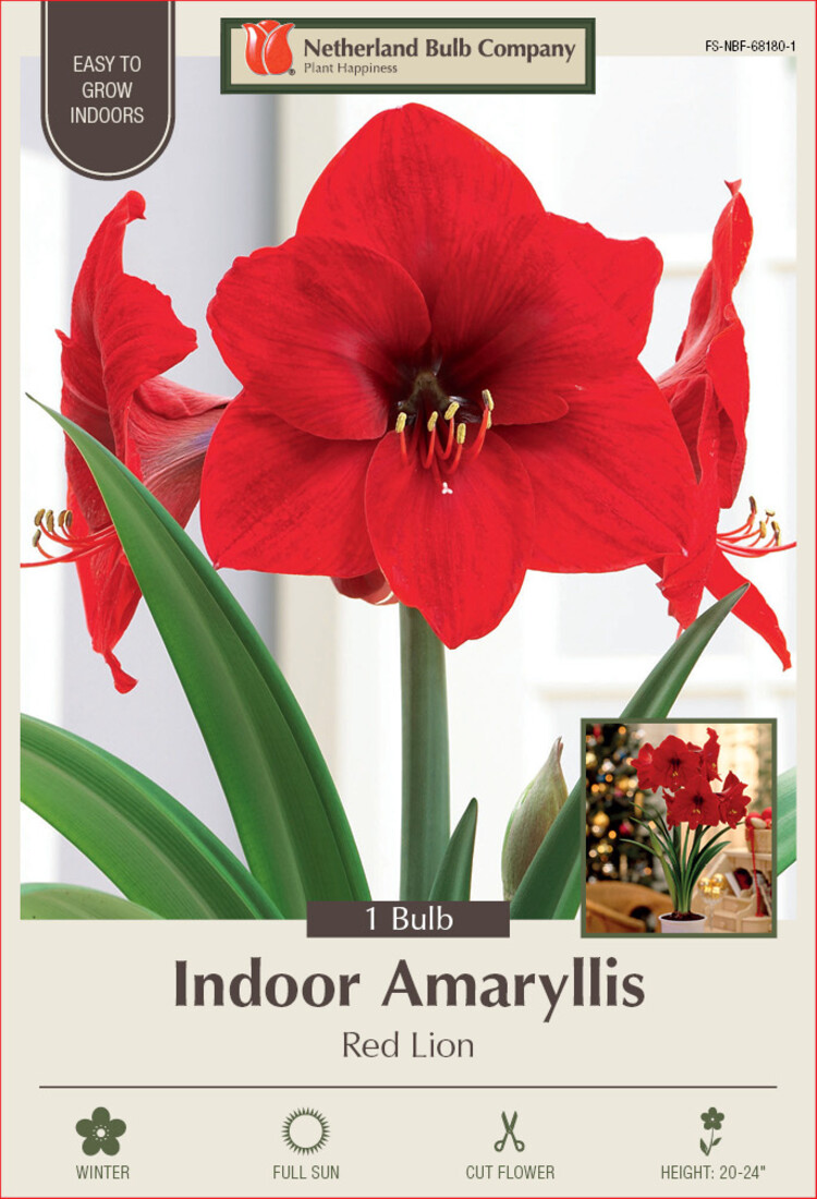 Amaryllis Red Lion 34+ 1pp