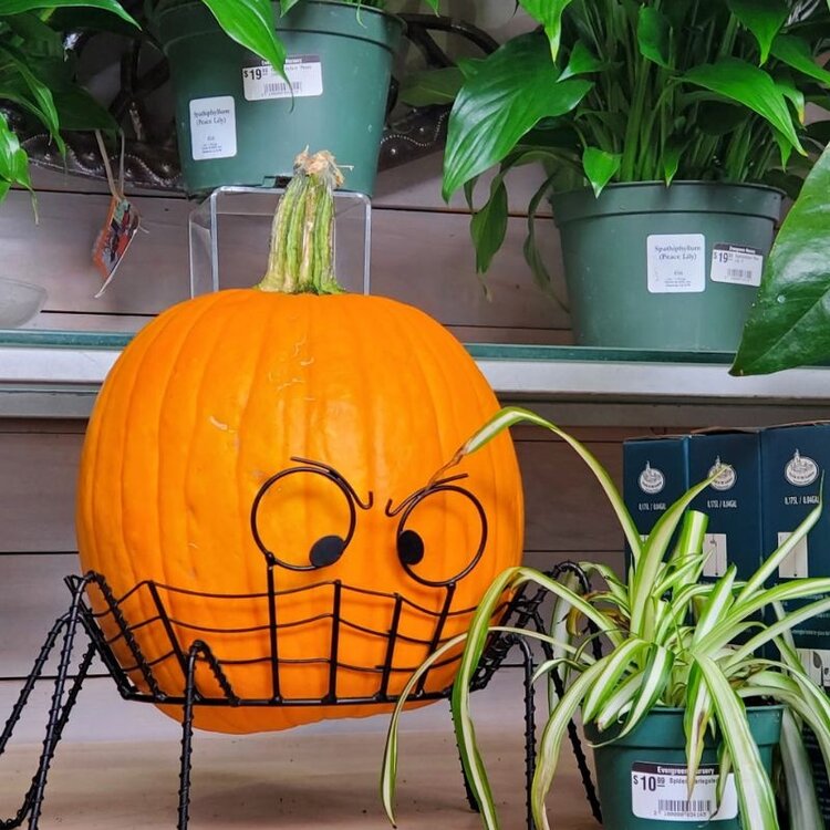 Cozzolino Pumpkin, Medium