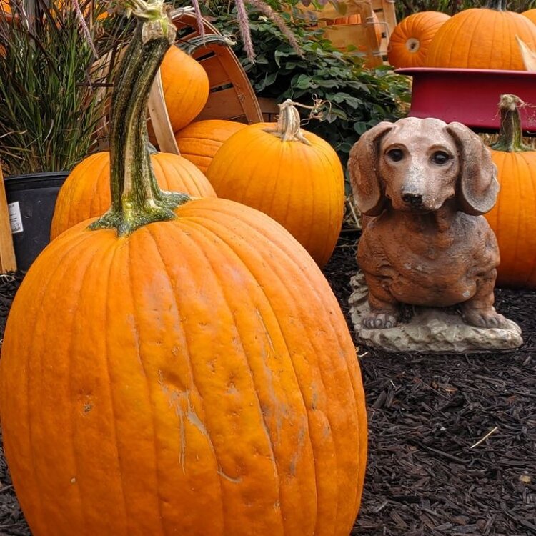 Cozzolino Pumpkin, Medium