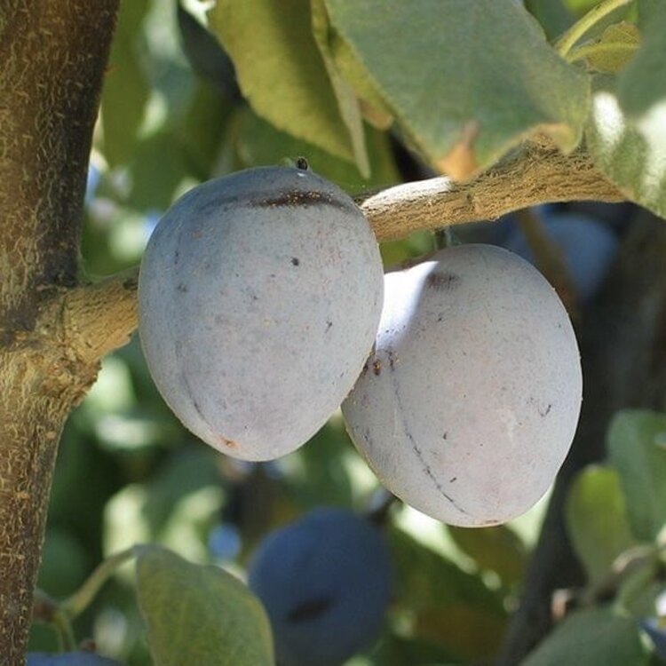 Prune 'Sugar' on Citation RS.