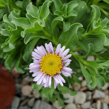 Erigeron glaucus 'Cape Sebastian' CalNative 1 gal