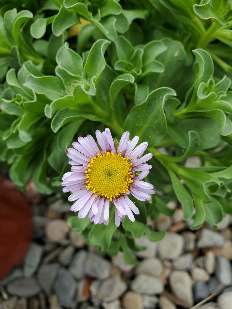 Erigeron glaucus 'Cape Sebastian' CalNative 1 gal