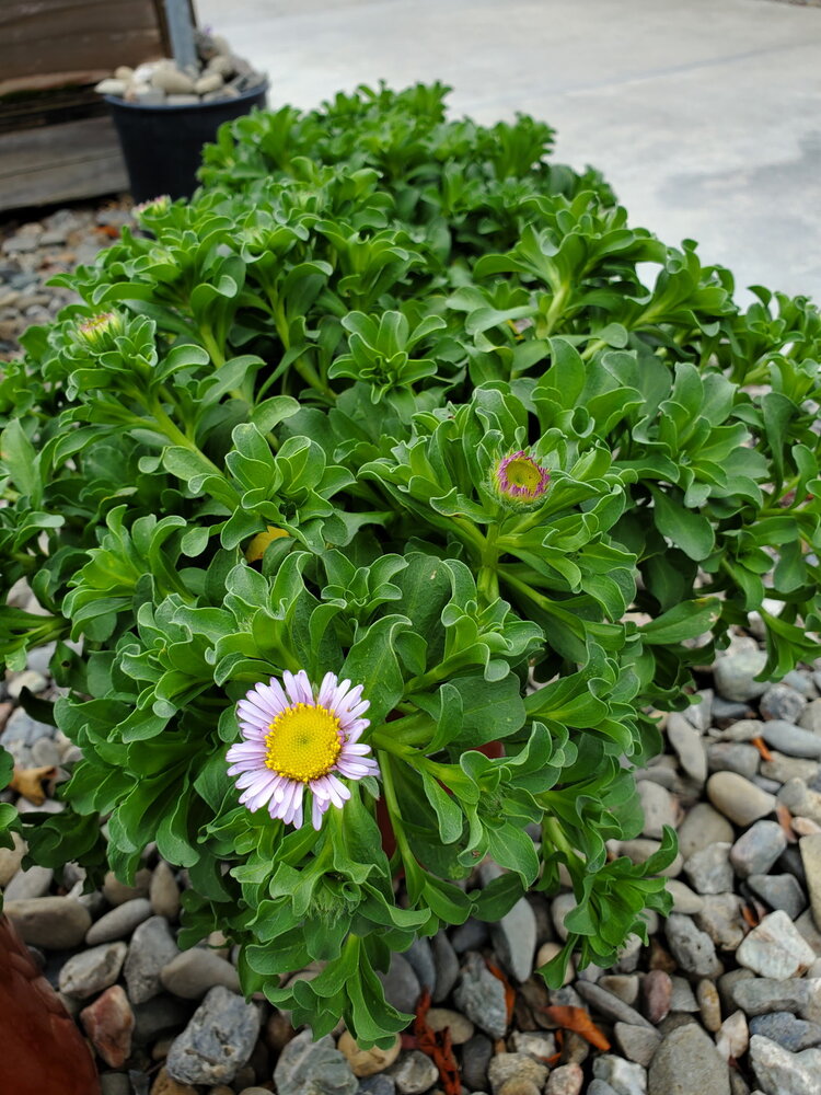 Erigeron glaucus 'Cape Sebastian' CalNative 1 gal