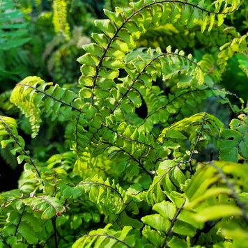 Fern Adiantum hispidulum  CalNative 1 gal